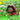 Sonnenblumensamen – Black Swan