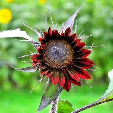 Sunflower Seeds-Black Swan