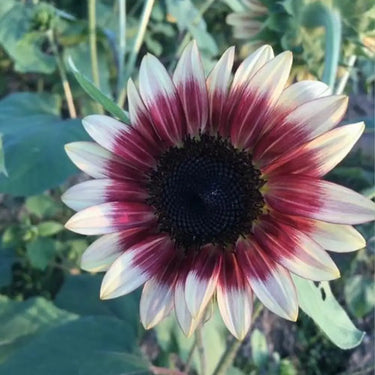 Sunflower Seeds-Cherry Rose
