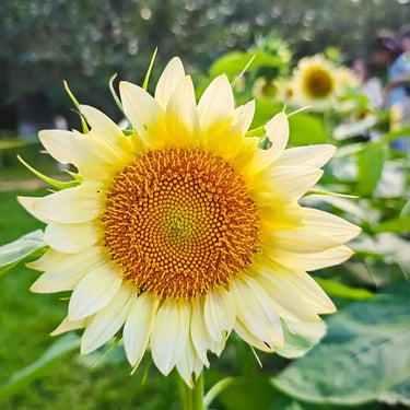 Sunflower Seeds-Cream