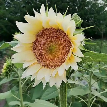 Sunflower Seeds-Cream