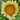 Sonnenblumensamen – Cream