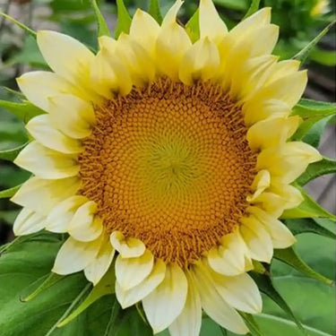 Sonnenblumensamen – Cream