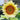 Sonnenblumensamen – Cream