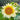 Sonnenblumensamen – Cream