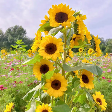 Sunflower Seeds-Giant
