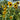 Sunflower Seeds-Giant