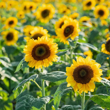 Sunflower Seeds-Giant