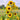 Sunflower Seeds-Giant