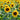 Sunflower Seeds-Giant