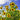 Sunflower Seeds-Giant