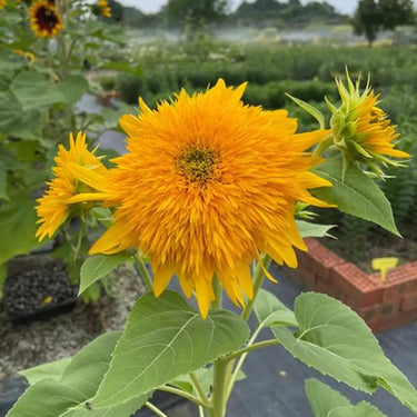 Sunflower Seeds-Golden Radiance