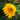 Sunflower Seeds-Golden Radiance