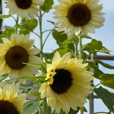Sunflower Seeds-Italian white wine