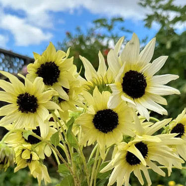 Sunflower Seeds-Italian white wine