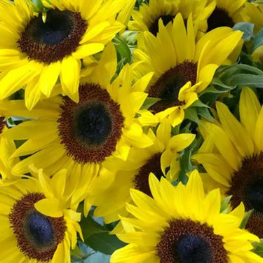 Sunflower Seeds-Lemon Queen
