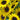 Sunflower Seeds-Lemon Queen