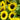 Sunflower Seeds-Lemon Queen