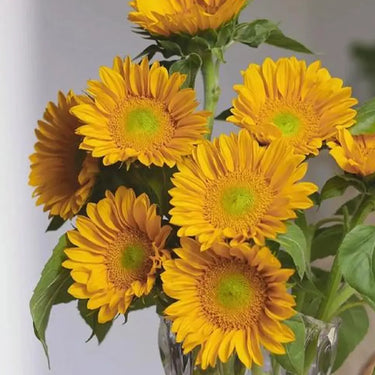 Sunflower Seeds-Mini Vincent