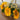 Sonnenblumenkerne – Mini Vincent