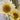 Studentenblumensamen – Moonlight