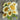 Studentenblumensamen – Moonlight