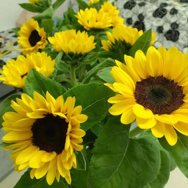 Sunflower Seeds-Pacino