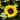 Sonnenblumenkerne – Pacino