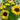 Sonnenblumenkerne – Pacino