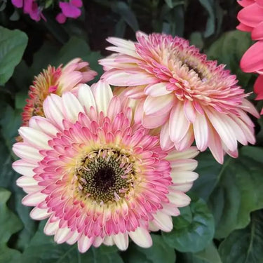 Sunflower Seeds-Pink White Gerbera Flower