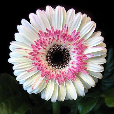Sunflower Seeds-Pink White Gerbera Flower