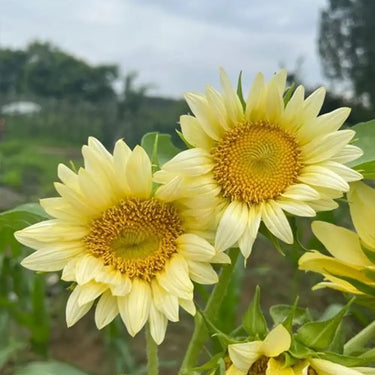 Sunflower Seeds-Platinum Blonde