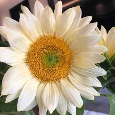 Sunflower Seeds-Platinum Blonde