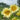 Sonnenblumenkerne – Platinum Blonde