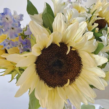 Sunflower Seeds-Puff Sunflower