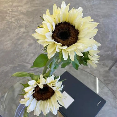 Sunflower Seeds-Puff Sunflower