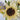 Sonnenblumenkerne – Puff Sunflower