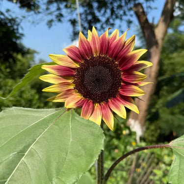 Sunflower Seeds-Purple Heart with Green Edges