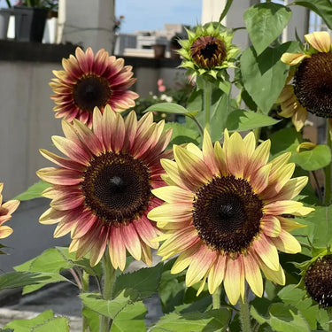 Sunflower Seeds-Purple Heart with Green Edges