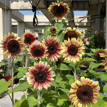Sunflower Seeds-Purple Heart with Green Edges