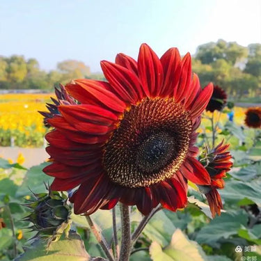 Sunflower Seeds-Red Mill