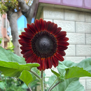 Sunflower Seeds-Red Mill