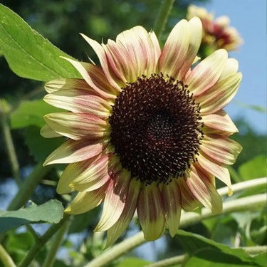 Sunflower Seeds-Rose Passion