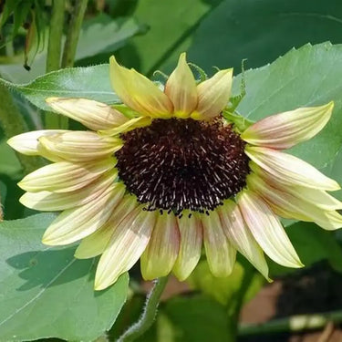 Sunflower Seeds-Rose Passion