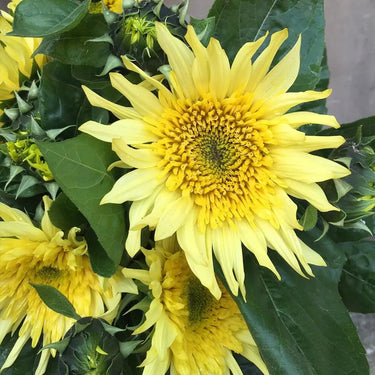 Sunflower Seeds-Sun-Kissed Lemon