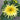 Sunflower Seeds-Sun-Kissed Lemon