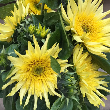 Sunflower Seeds-Sun-Kissed Lemon