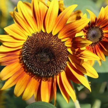 Sunflower Seeds-Sun-Kissed Orange