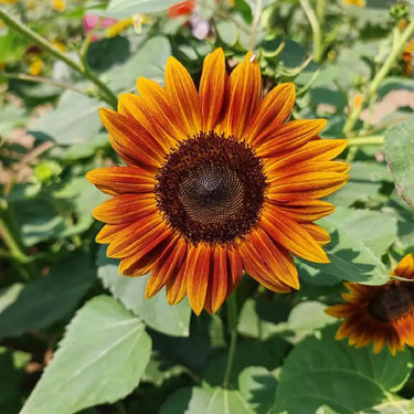 Sunflower Seeds-Sun-Kissed Orange