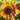 Sunflower Seeds-Sun-Kissed Orange